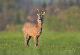 <p>SRNEC OBECNÝ (Capreolus capreolus) Šluknovsko - Jiříkov (European roe deer / Europäisches Reh</p>